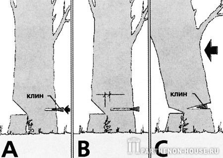 Как правильно валить деревья бензопилой в нужном направлении схема